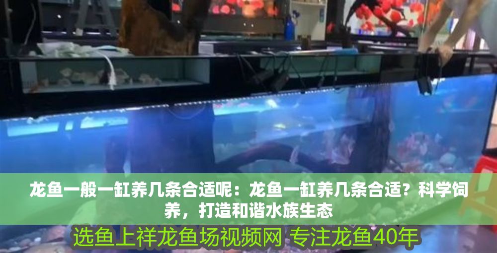 龍魚一般一缸養(yǎng)幾條合適呢：龍魚一缸養(yǎng)幾條合適？科學(xué)飼養(yǎng)，打造和諧水族生態(tài)
