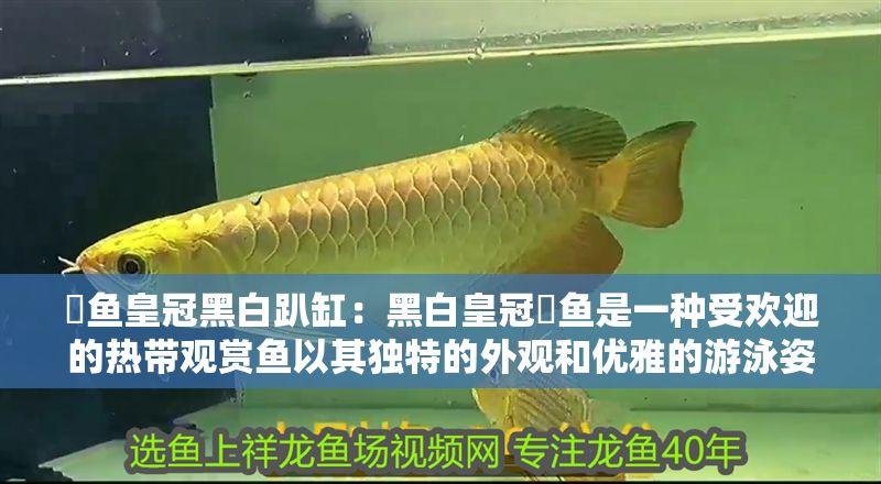 魟魚皇冠黑白趴缸：黑白皇冠魟魚是一種受歡迎的熱帶觀賞魚以其獨特的外觀和優雅的游泳姿態著稱