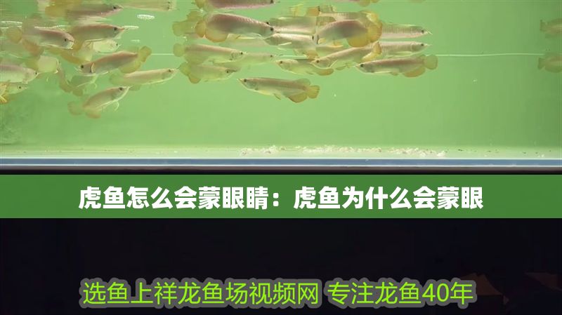 虎魚怎么會蒙眼睛：虎魚為什么會蒙眼