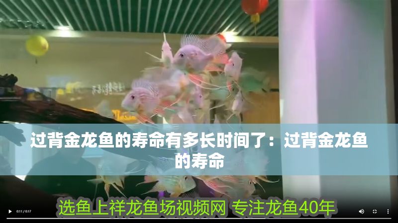 過背金龍魚的壽命有多長時間了：過背金龍魚的壽命