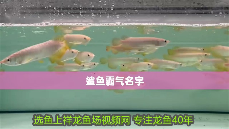 鯊魚霸氣名字