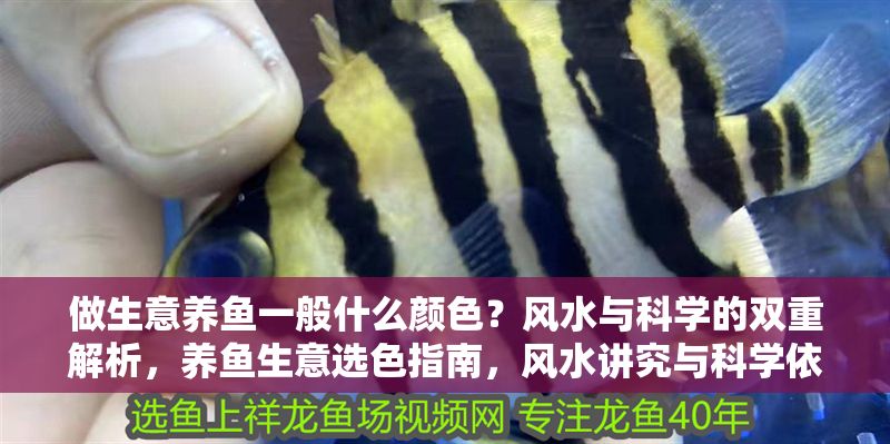 做生意養魚一般什么顏色？風水與科學的雙重解析，養魚生意選色指南，風水講究與科學依據全解析