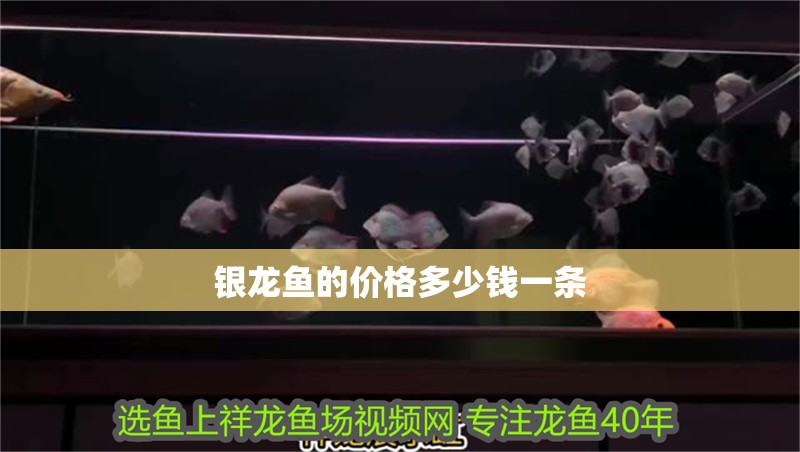 銀龍魚的價格多少錢一條
