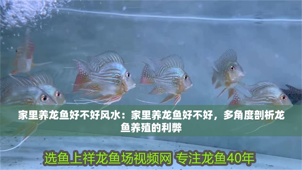 家里養龍魚好不好風水：家里養龍魚好不好，多角度剖析龍魚養殖的利弊