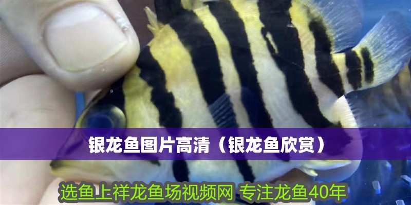 銀龍魚圖片高清（銀龍魚欣賞）