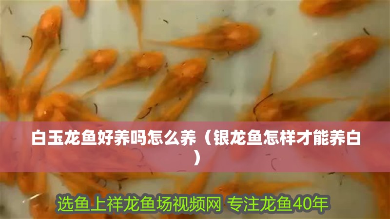 白玉龍魚好養嗎怎么養（銀龍魚怎樣才能養白）