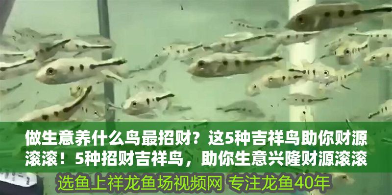 做生意養什么鳥最招財？這5種吉祥鳥助你財源滾滾！5種招財吉祥鳥，助你生意興隆財源滾滾！ 做生意養什么鳥最招財？這5種吉祥鳥助你財源滾滾！5種招財吉祥鳥，助你生意興隆財源滾滾！ 龍魚百科 第1張