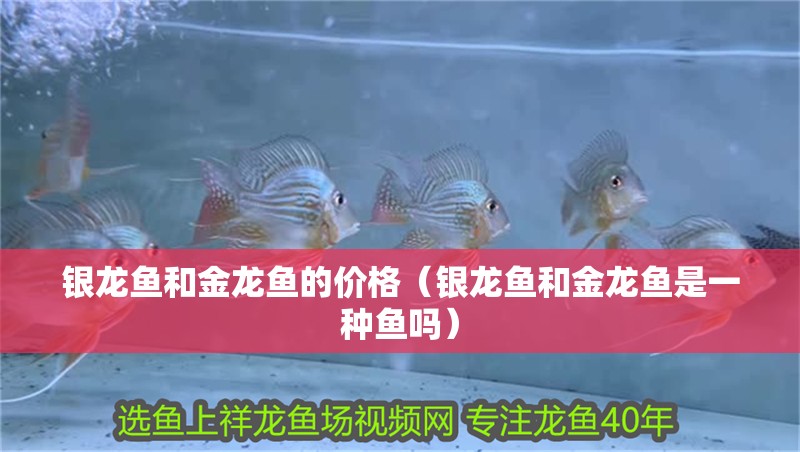 銀龍魚和金龍魚的價格（銀龍魚和金龍魚是一種魚嗎）