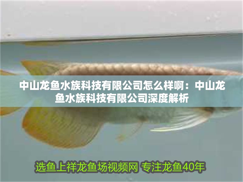 <strong><mark>中山</mark></strong>龍魚水族科技有限公司怎么樣啊：<strong><mark>中山</mark></strong>龍魚水族科技有限公司深度解析