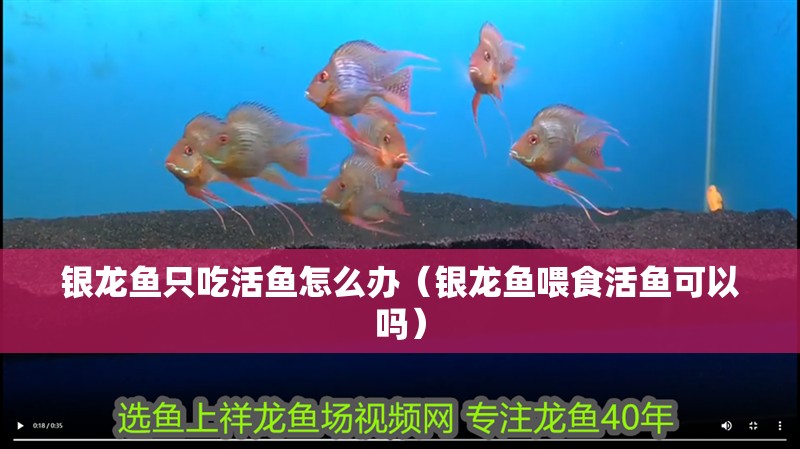 銀龍魚只吃活魚怎么辦（銀龍魚喂食活魚可以嗎）