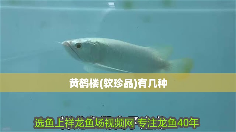 黃鶴樓(軟珍品)有幾種