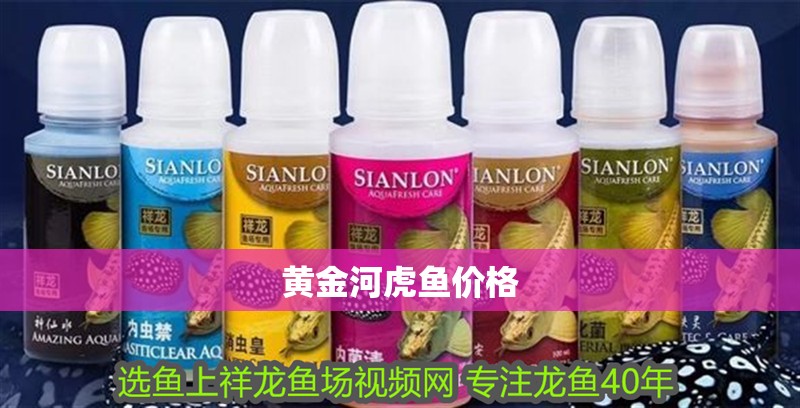 家庭養龍魚好嗎風水好嗎 黃金河虎魚價格 龍魚論壇 黃金河虎魚價格 黃金河虎魚價格 龍魚論壇