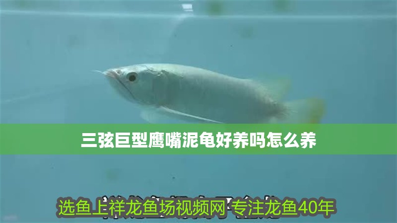 三弦巨型鷹嘴泥龜好養嗎怎么養