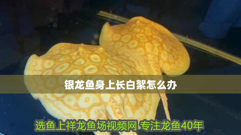 銀龍魚身上長白絮怎么辦