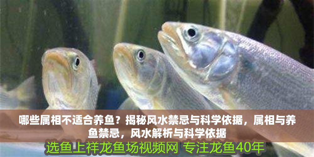 哪些屬相不適合養魚？揭秘風水禁忌與科學依據，屬相與養魚禁忌，風水解析與科學依據