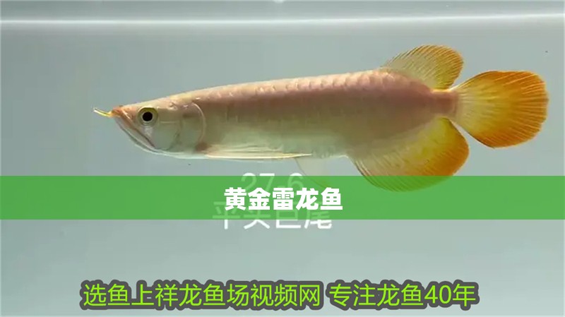 黃金雷龍魚