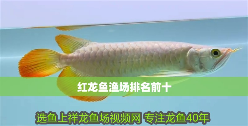 紅龍魚漁場排名前十