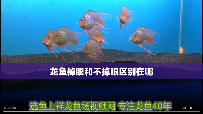 龍魚掉眼和不掉眼區別在哪