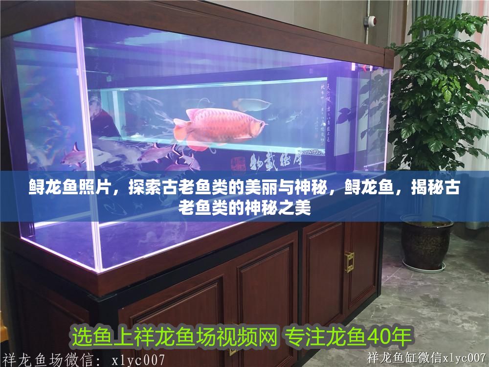 鱘龍魚照片，探索古老魚類的美麗與神秘，鱘龍魚，揭秘古老魚類的神秘之美