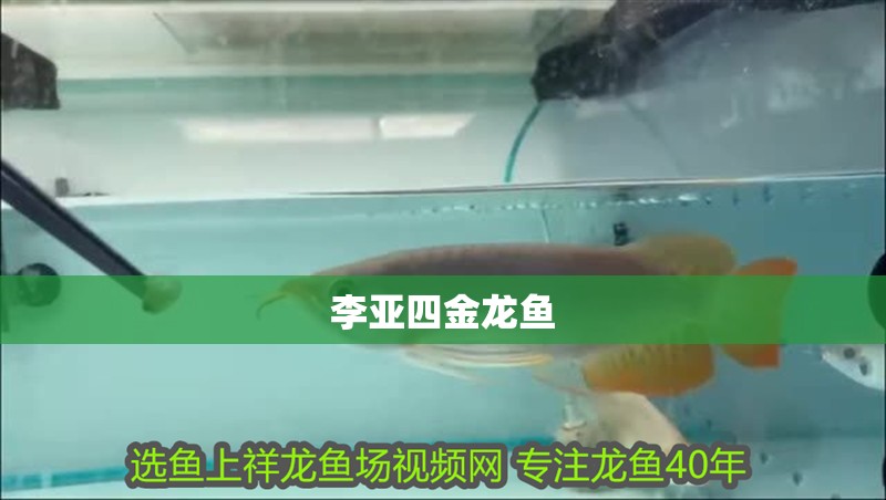 魚缸過濾器選購指南:自制魚缸過濾器魚缸上置過濾器對于養魚愛好者的必備知識 李亞四金龍魚 龍魚論壇 李亞四金龍魚 李亞四金龍魚 龍魚論壇