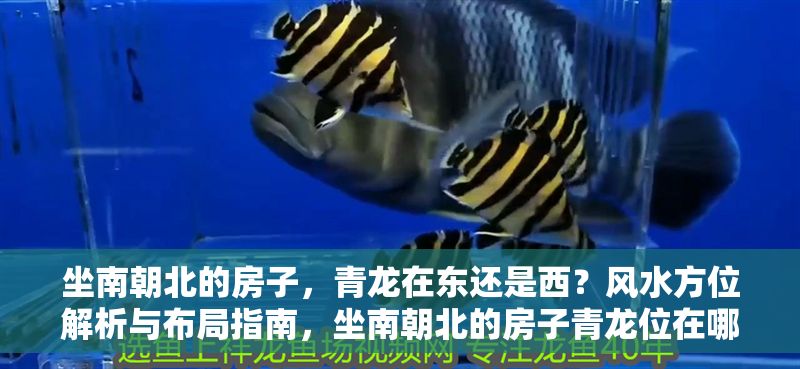 坐南朝北的房子，青龍?jiān)跂|還是西？風(fēng)水方位解析與布局指南，坐南朝北的房子青龍位在哪？風(fēng)水方位詳解與布局建議