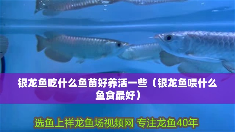 銀龍魚吃什么魚苗好養活一些（銀龍魚喂什么魚食最好）