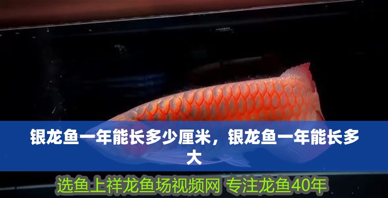 銀龍魚一年能長多少厘米，銀龍魚一年能長多大