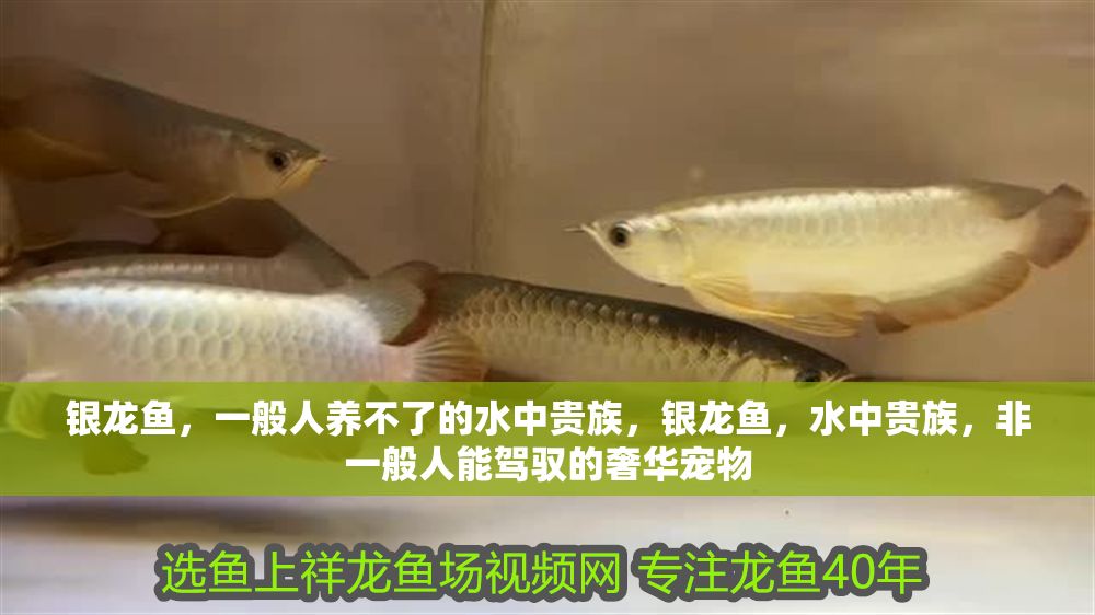 銀龍魚，一般人養不了的水中貴族，銀龍魚，水中貴族，非一般人能駕馭的奢華寵物