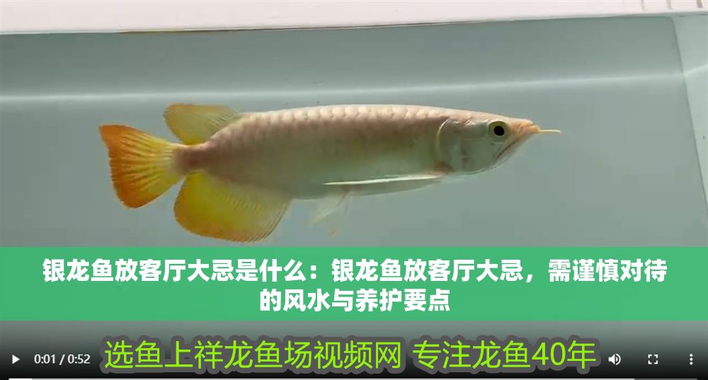 銀龍魚放客廳大忌是什么：銀龍魚放客廳大忌，需謹慎對待的風水與養護要點
