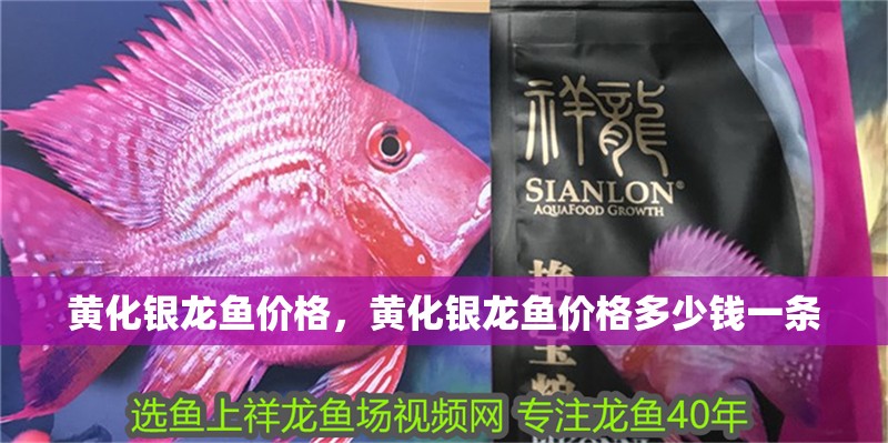 黃化銀龍魚價格，黃化銀龍魚價格多少錢一條