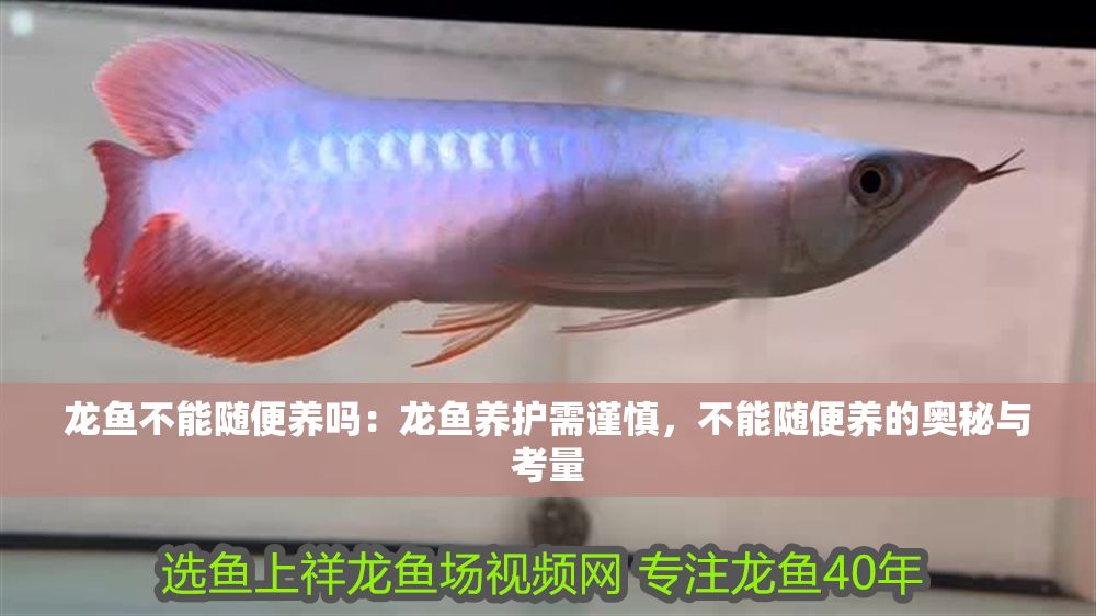 龍魚不能隨便養嗎：龍魚養護需謹慎，不能隨便養的奧秘與考量