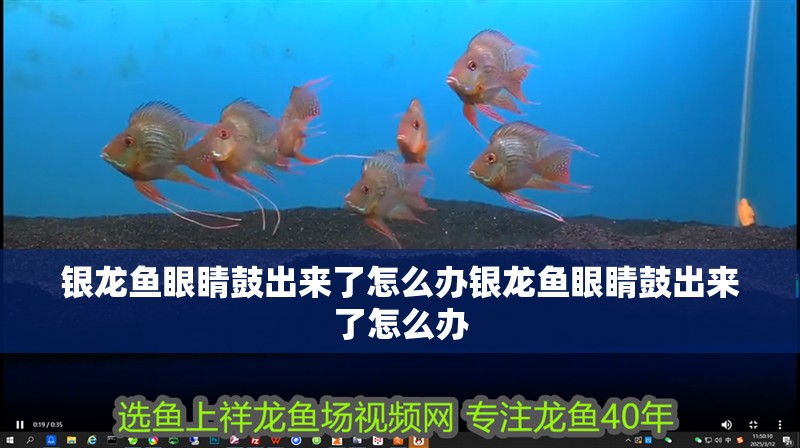 銀龍魚眼睛鼓出來了怎么辦銀龍魚眼睛鼓出來了怎么辦