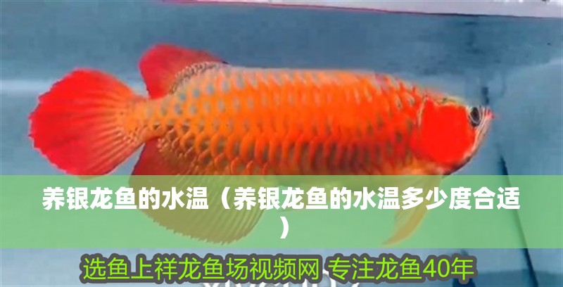 養銀龍魚的水溫（養銀龍魚的水溫多少度合適）
