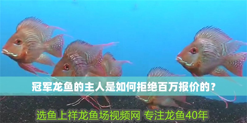 冠軍龍魚的主人是如何拒絕百萬報價的？