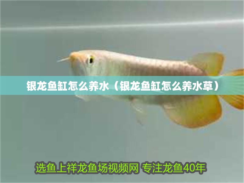銀龍魚缸怎么養水（銀龍魚缸怎么養水草）