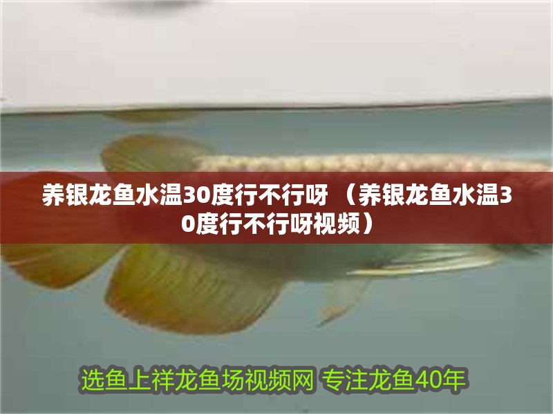 養銀龍魚水溫30度行不行呀 （養銀龍魚水溫30度行不行呀視頻）