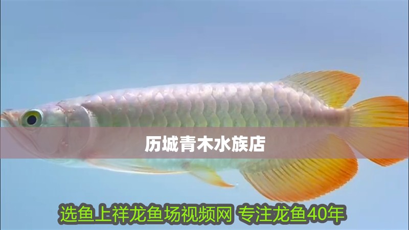 歷城青木水族店