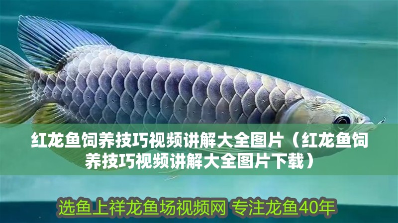 紅龍魚飼養技巧視頻講解大全圖片（紅龍魚飼養技巧視頻講解大全圖片下載） 紅龍魚飼養技巧視頻講解大全圖片（紅龍魚飼養技巧視頻講解大全圖片下載） 龍魚百科