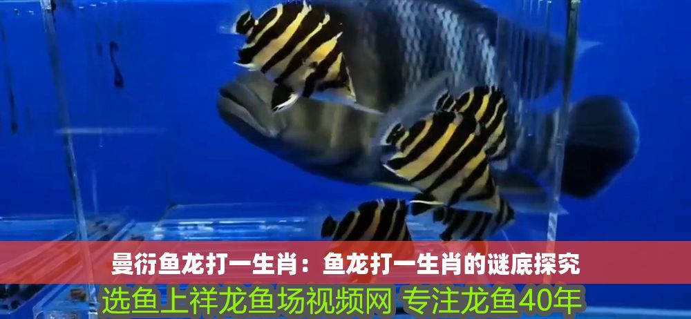 曼衍魚龍打一生肖：魚龍打一生肖的謎底探究