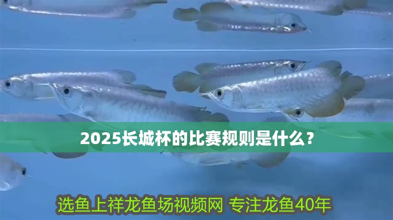 2025長城杯的比賽規則是什么？