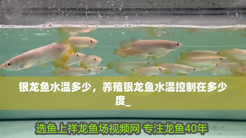 銀龍魚水溫多少，養殖銀龍魚水溫控制在多少度_
