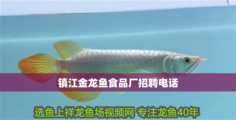 鎮江金龍魚食品廠招聘電話
