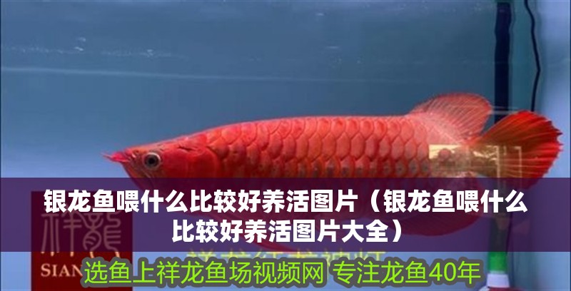 銀龍魚喂什么比較好養活圖片（銀龍魚喂什么比較好養活圖片大全）