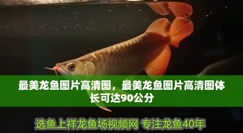 最美龍魚圖片高清圖，最美龍魚圖片高清圖體長可達90公分