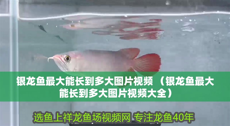 銀龍魚最大能長到多大圖片視頻 （銀龍魚最大能長到多大圖片視頻大全）