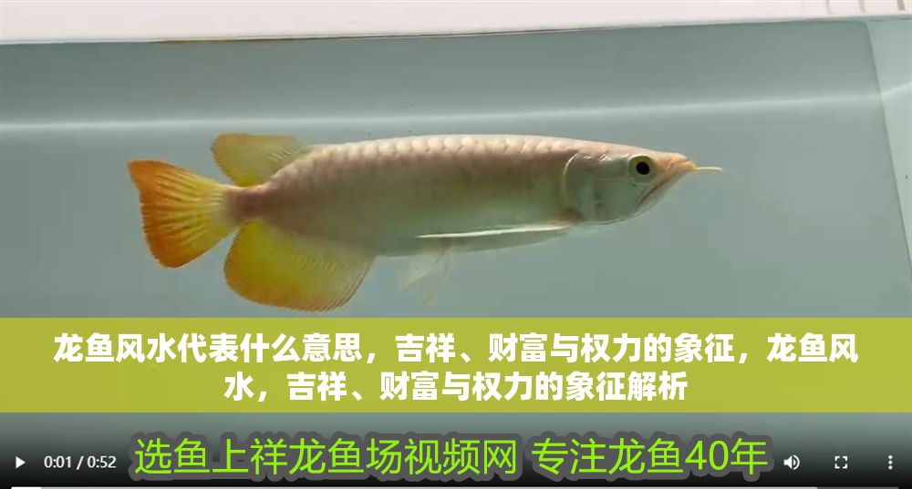 龍魚風水代表什么意思，吉祥、財富與權力的象征，龍魚風水，吉祥、財富與權力的象征解析