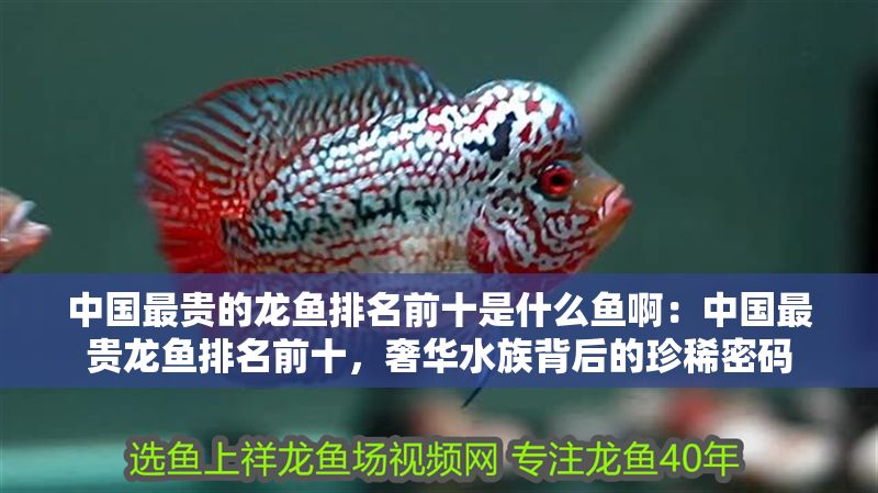 中國最貴的龍魚排名前十是什么魚啊：中國最貴龍魚排名前十，奢華水族背后的珍稀密碼