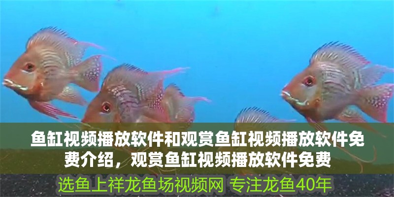 魚(yú)缸視頻播放軟件和觀賞魚(yú)缸視頻播放軟件免費(fèi)介紹，觀賞魚(yú)缸視頻播放軟件免費(fèi)