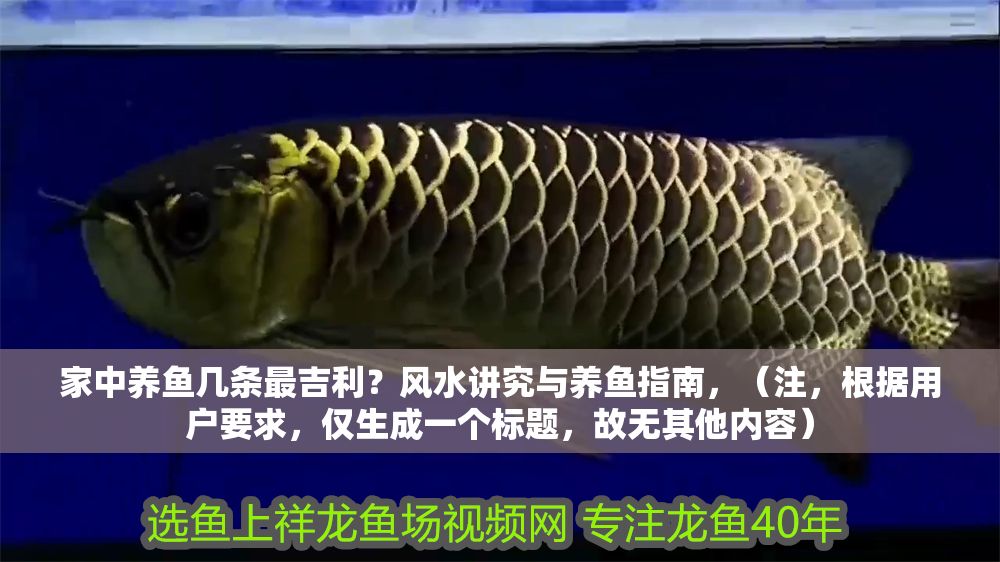 家中養(yǎng)魚幾條最吉利？風(fēng)水講究與養(yǎng)魚指南，（注，根據(jù)用戶要求，僅生成一個標題，故無其他內(nèi)容）