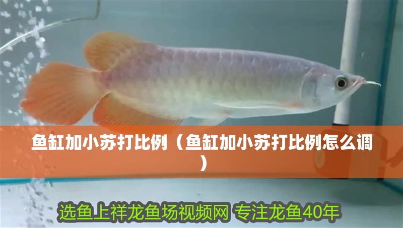 魚缸加小蘇打比例（魚缸加小蘇打比例怎么調(diào)）